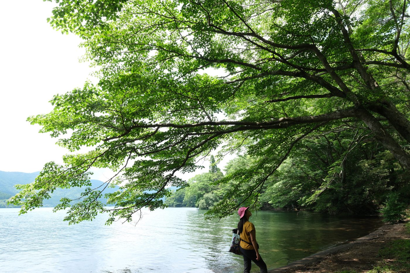 A guest looking up into the canopy of a great tree leaning over Lake Ashi