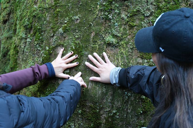Guests using touch to notice the moss and texture of a tree during shinrin-yoku