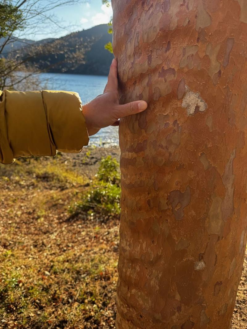 A guest noticing the texture of tree bark during shinrin-yoku
