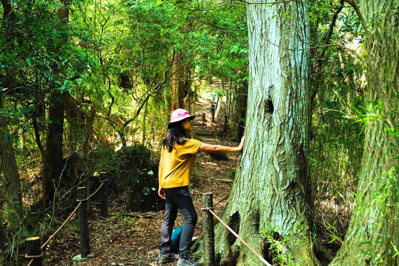 A walker reaching out to touch a large cedar in the Hakone valley