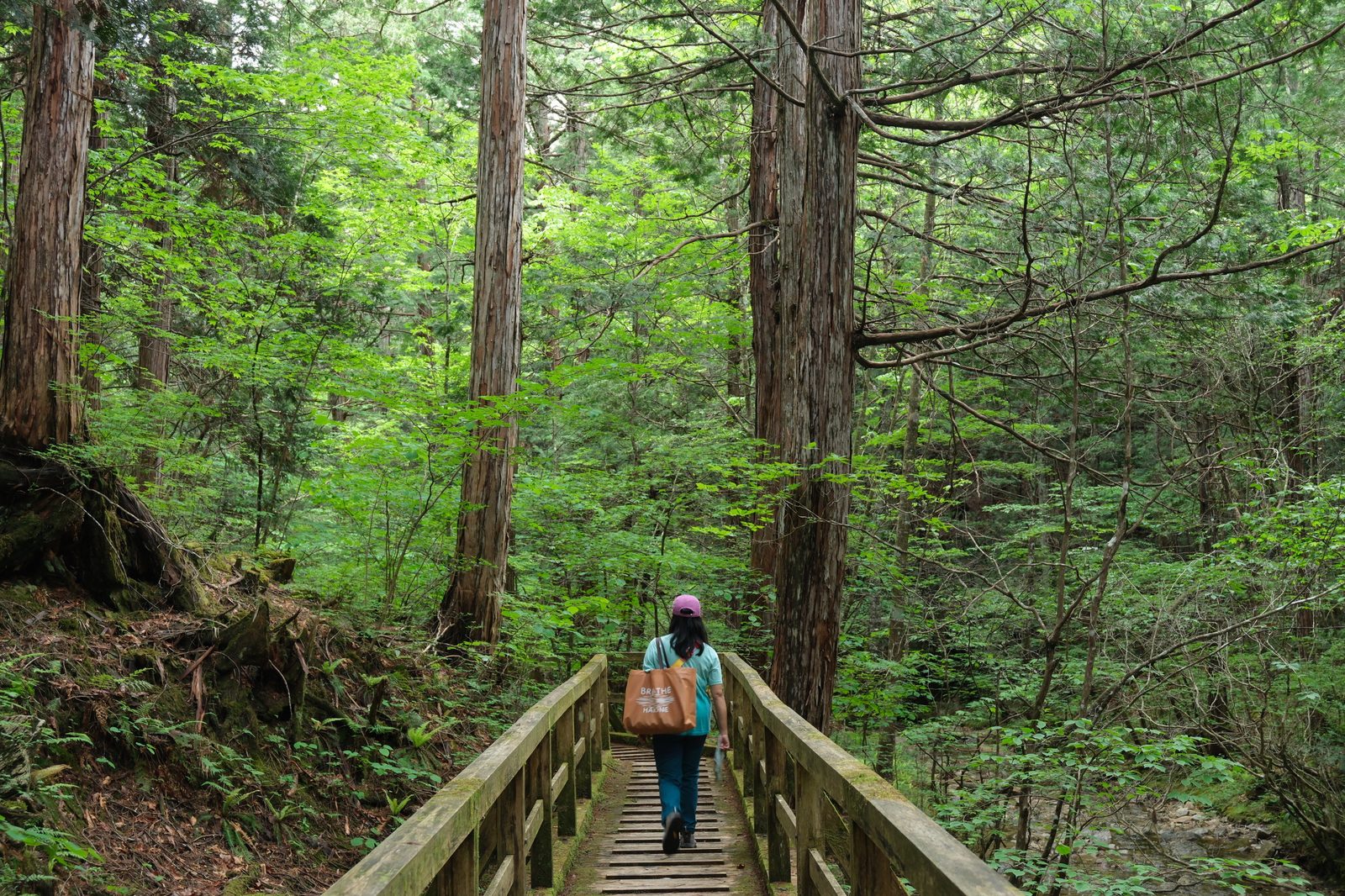 Walking across a wooden bridge over a stream on the Komadori course, between tall cypress trees