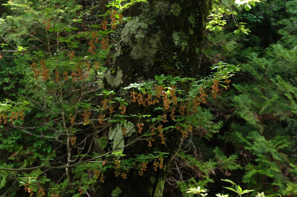 A flowering enkianthus tree covered in small pink bell-shaped flowers among the conifers