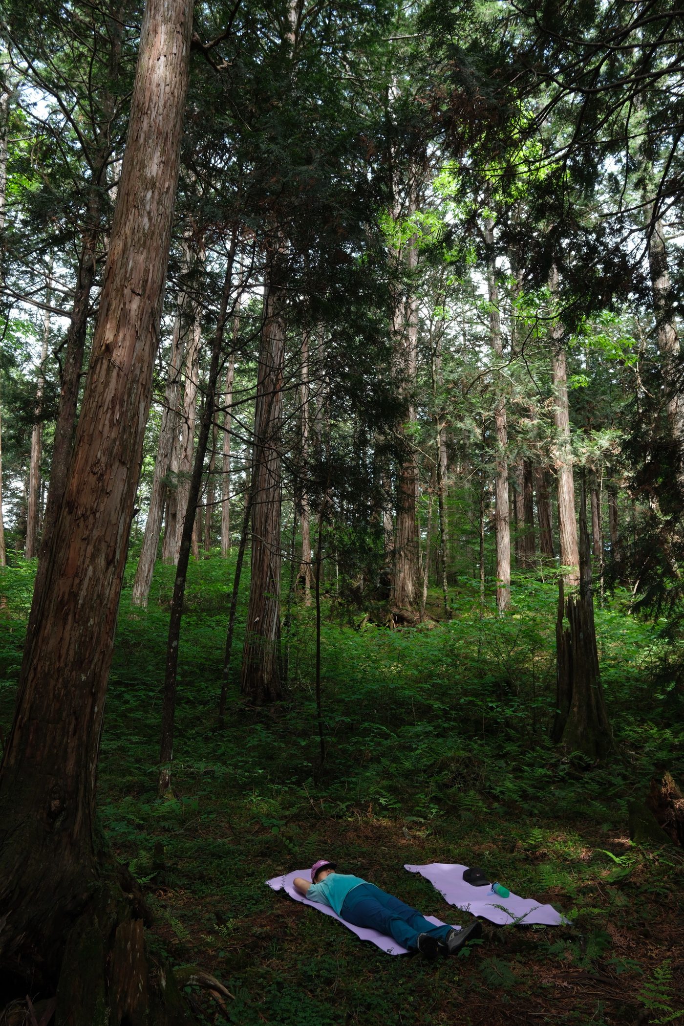 A person lying flat on a mat on the forest floor, looking up at the cypress canopy
