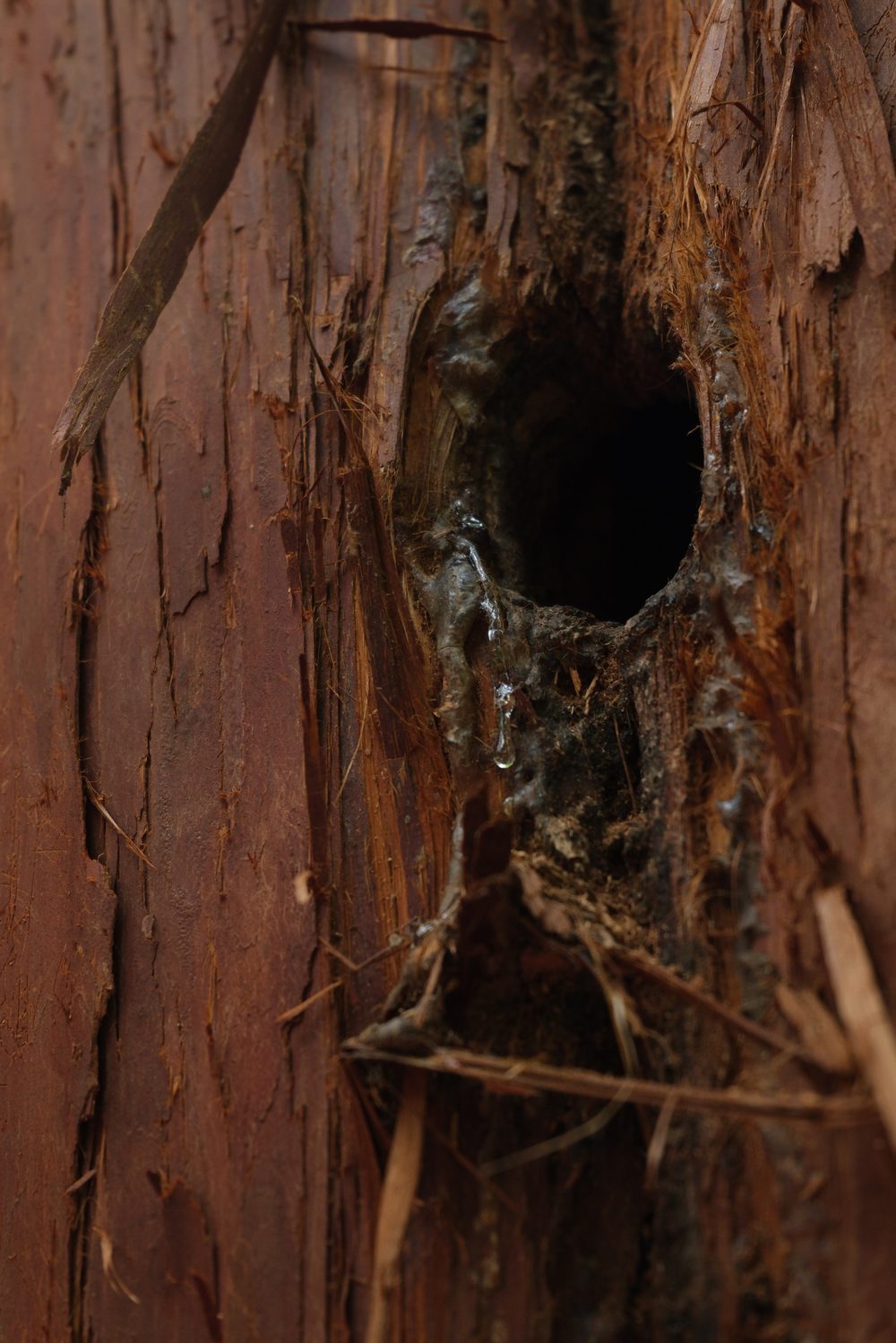 A bead of clear resin on the fibrous red bark of a cypress
