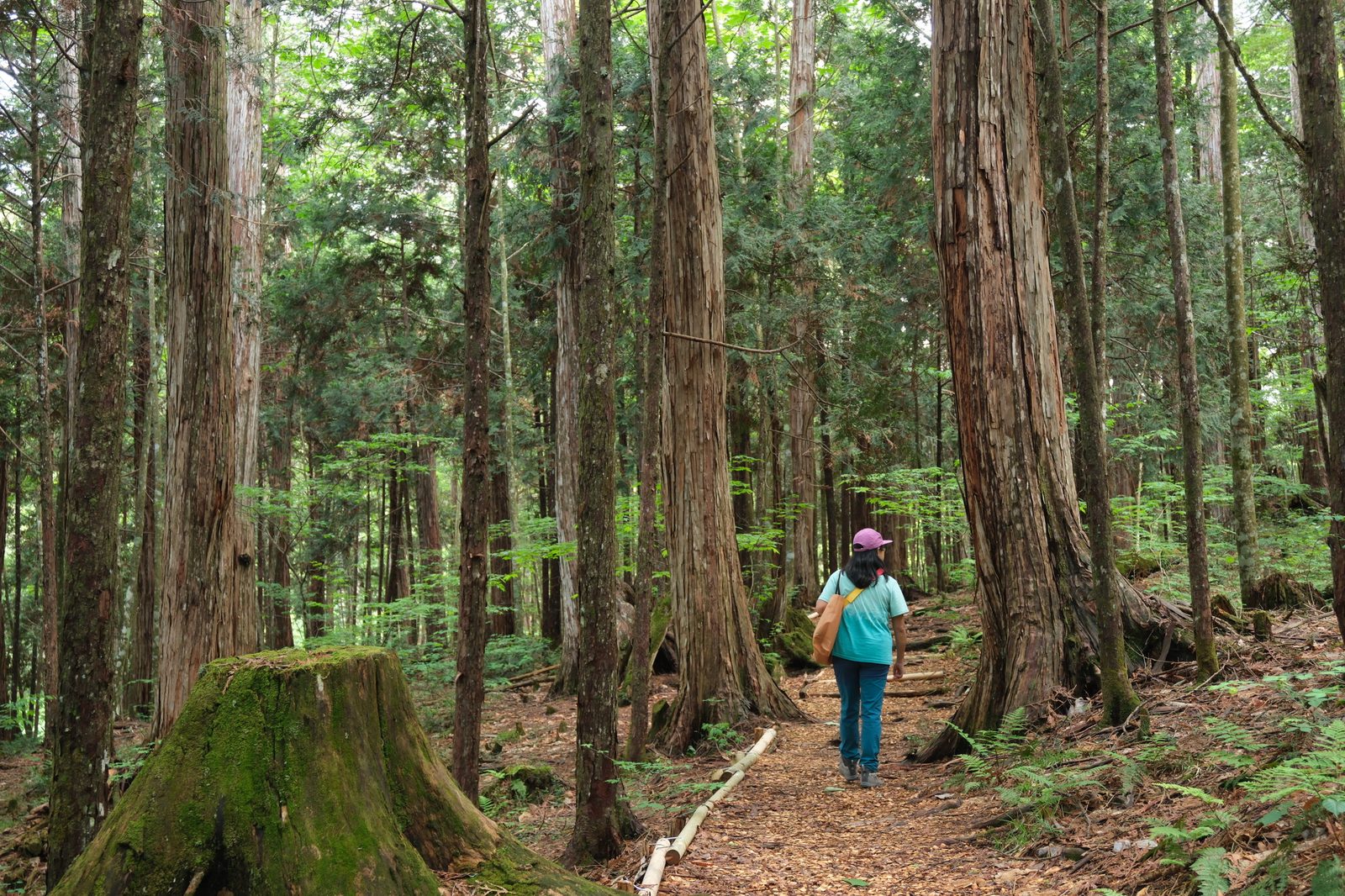A wood-chip trail through Kiso cypress at Akasawa, with a large moss-covered stump in the foreground