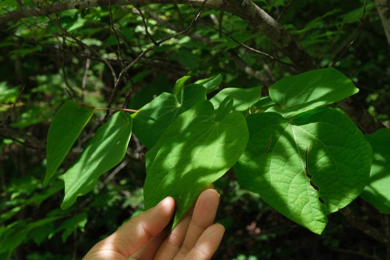 A hand noticing the shape and texture of a forest leaf