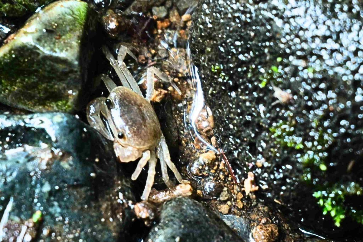 A small river crab on wet rock beside a valley stream